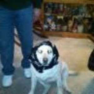 Meet your Posher, Dolores